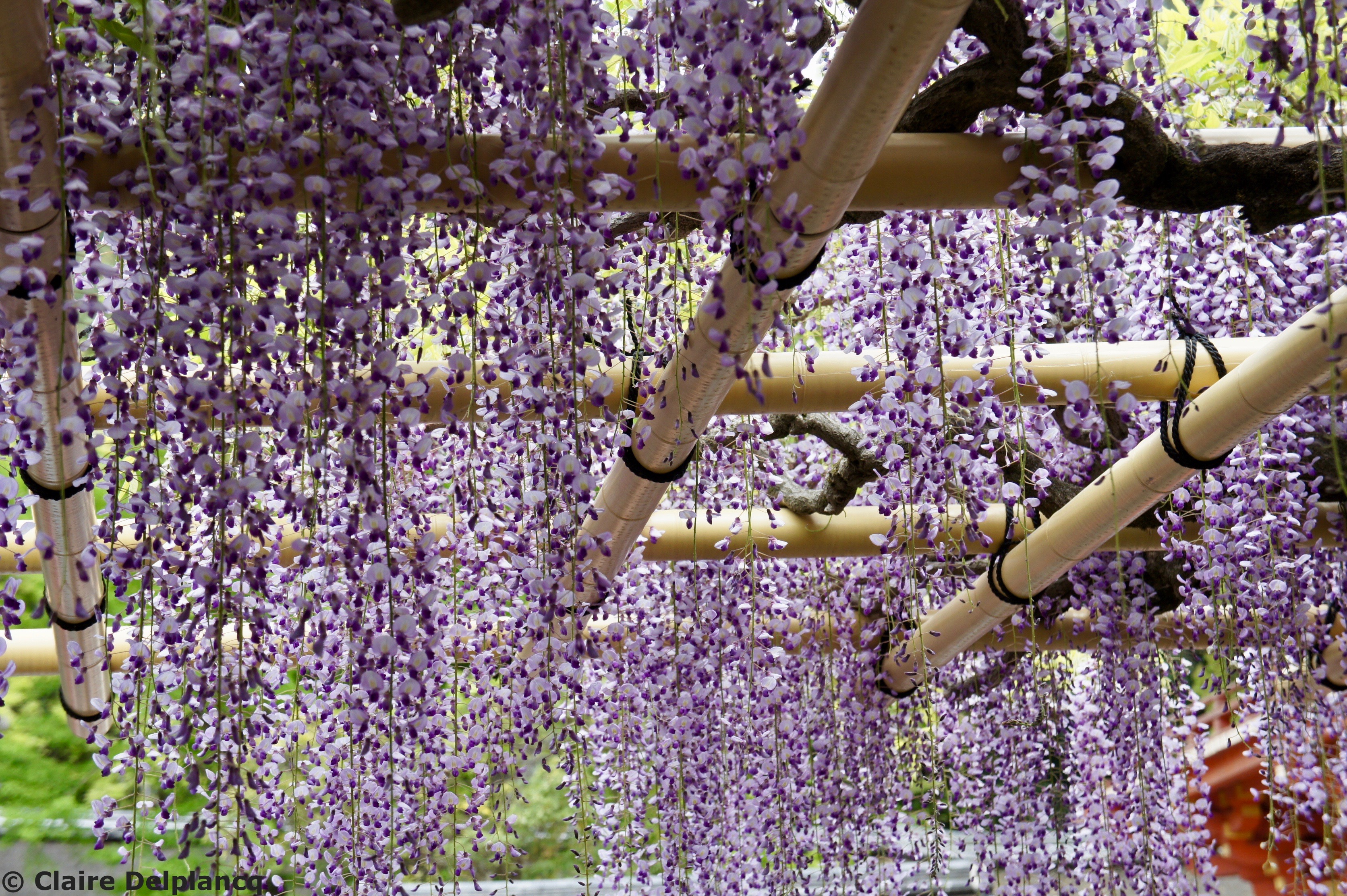 Wisteria in Nara