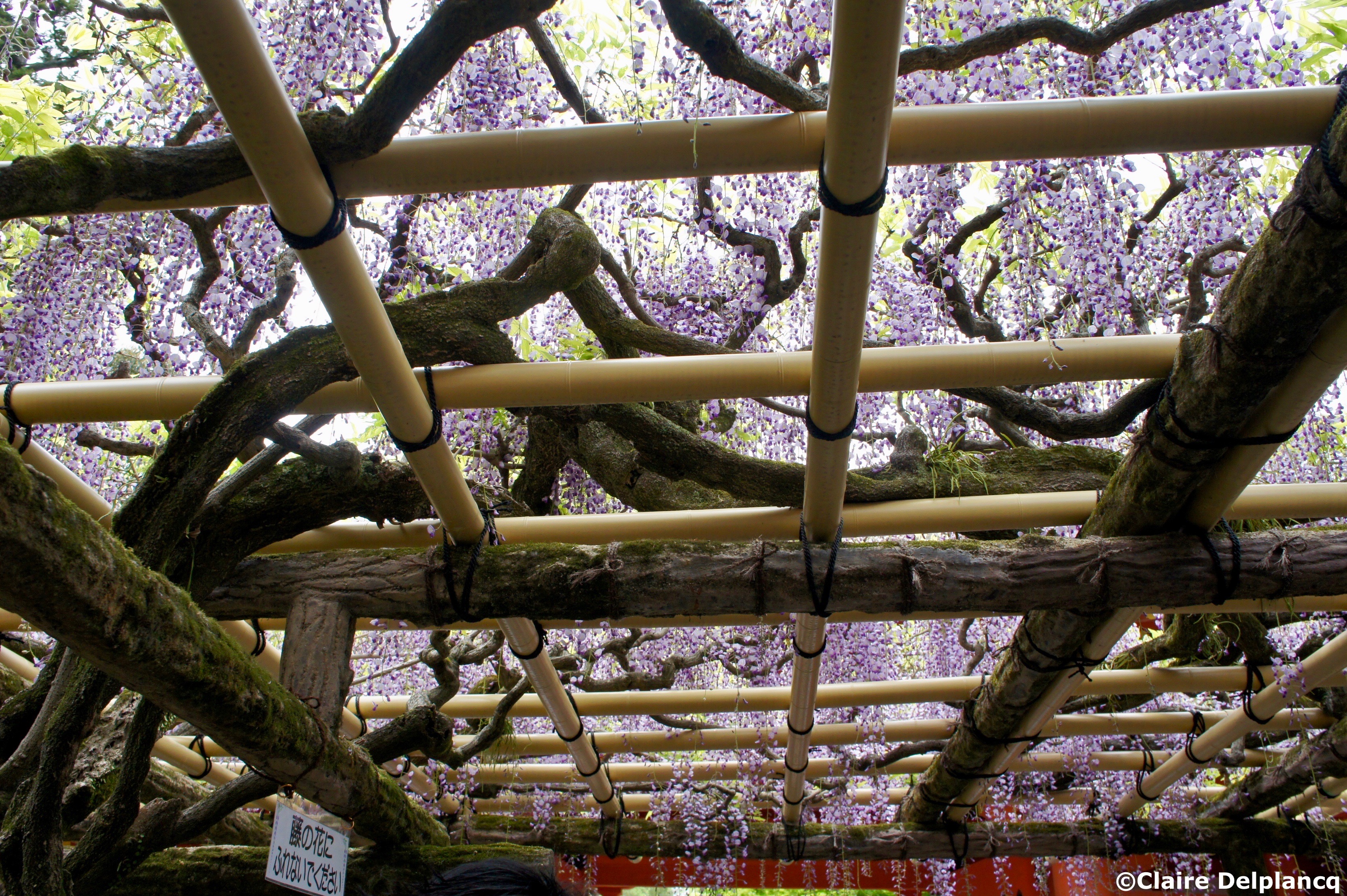 Wisteria in Nara