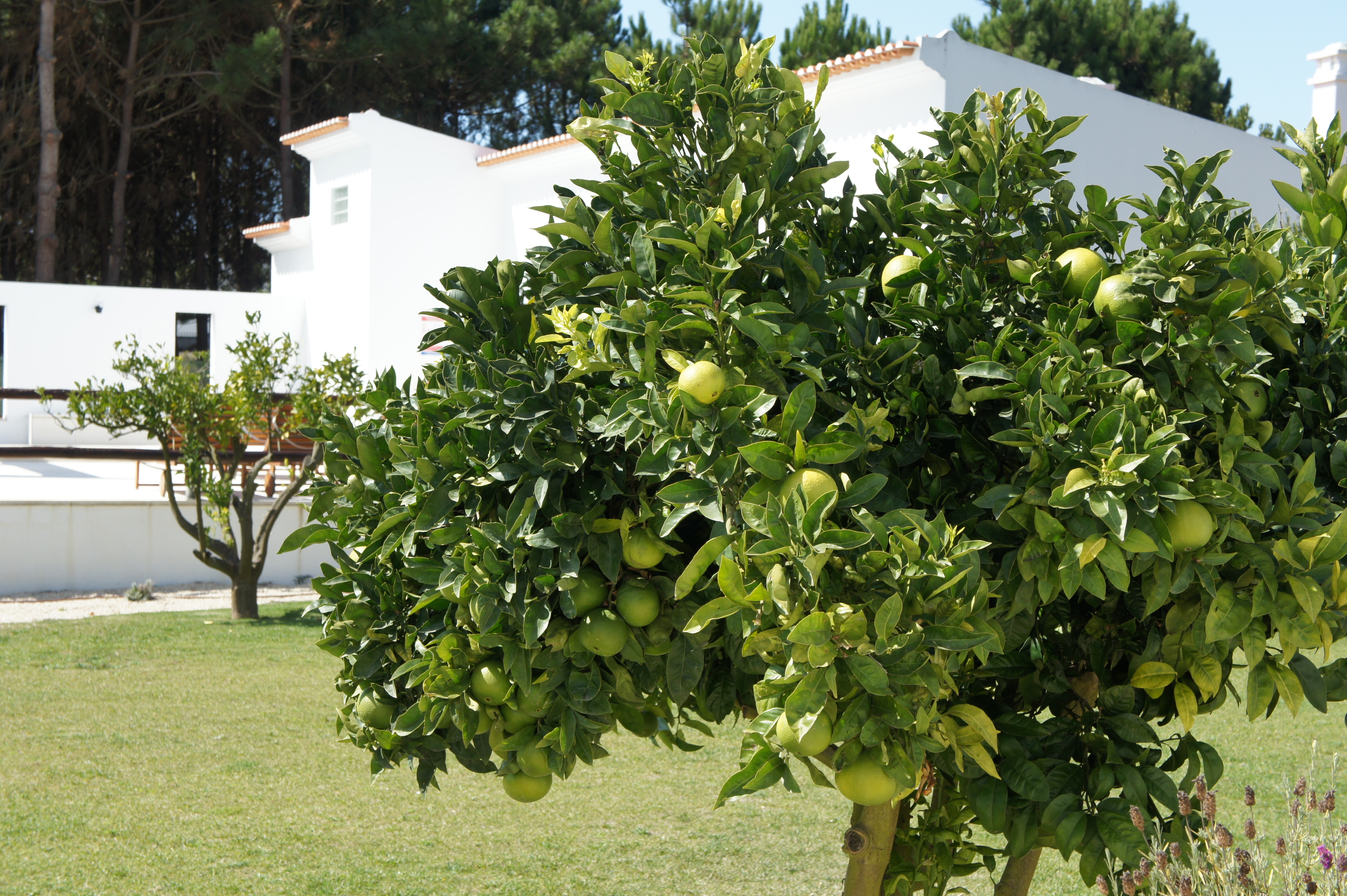 Vila Louro orange tree