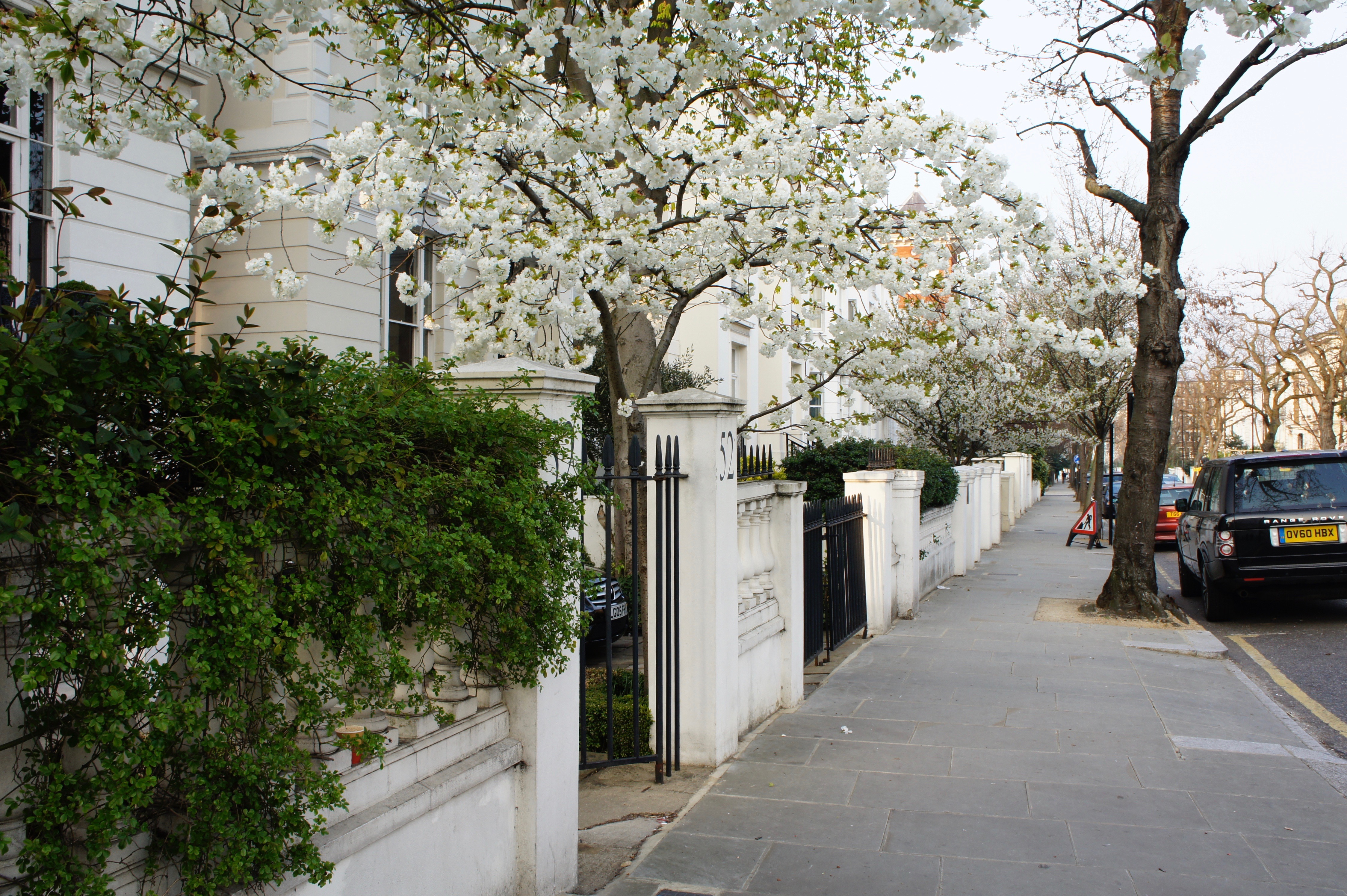 Cherry blossoms in Notting Hill