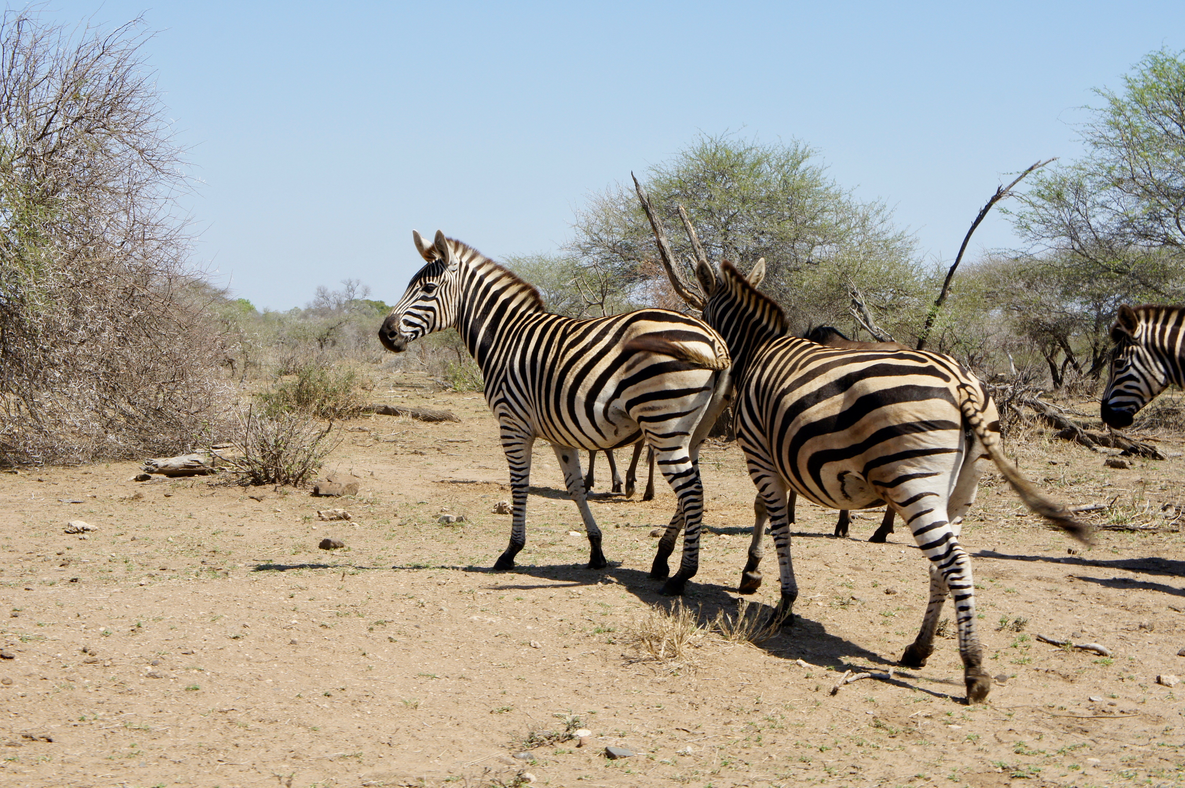 Claire Imaginarium zebras in Kruger