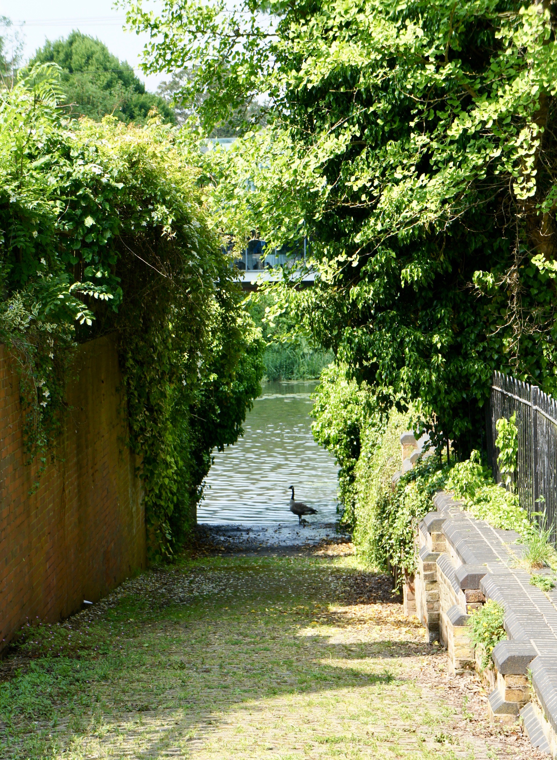 Goose in river Leam in Royal&nbsp;Leamington Spa