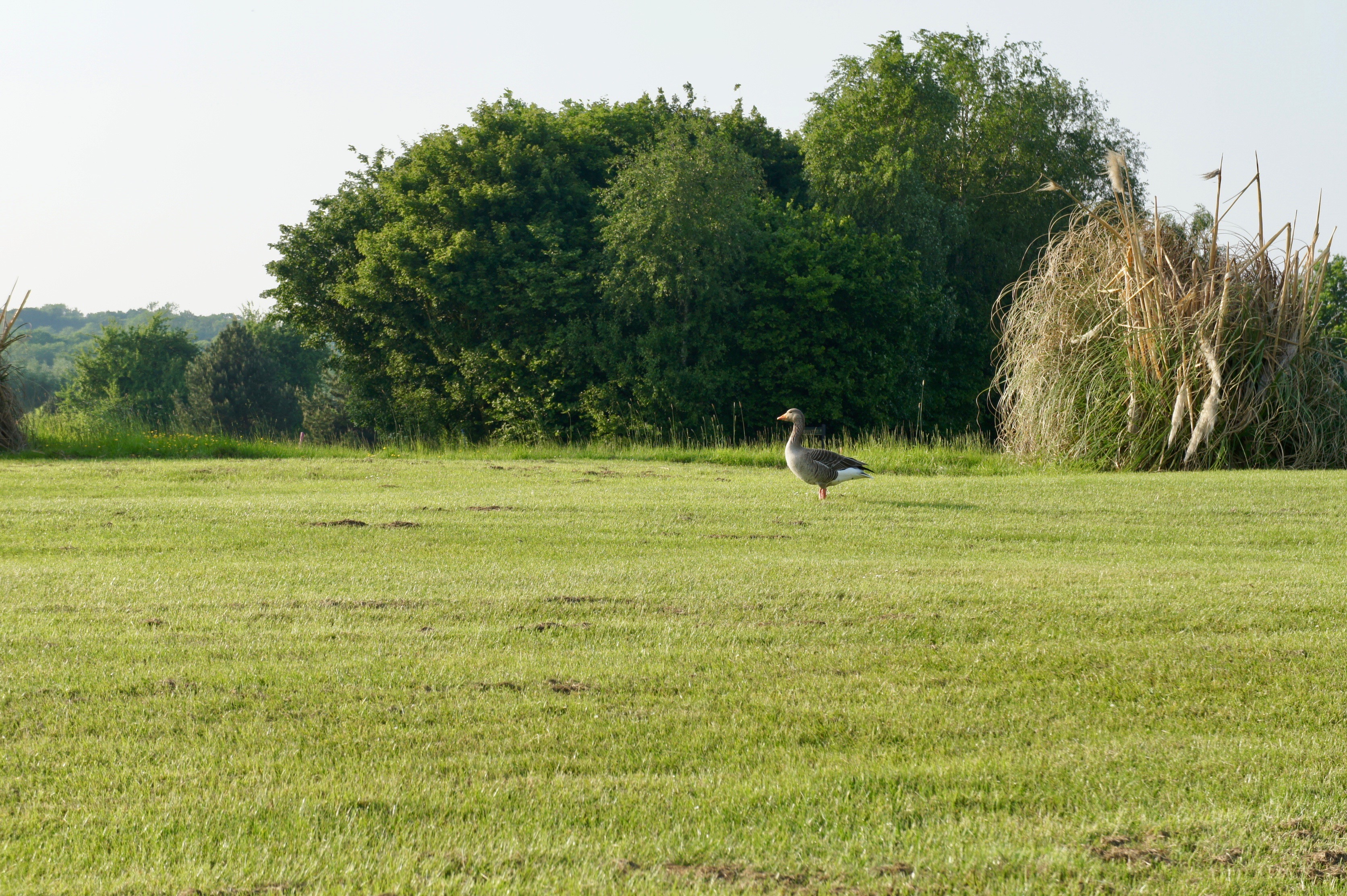 The Stratford Park Hotel