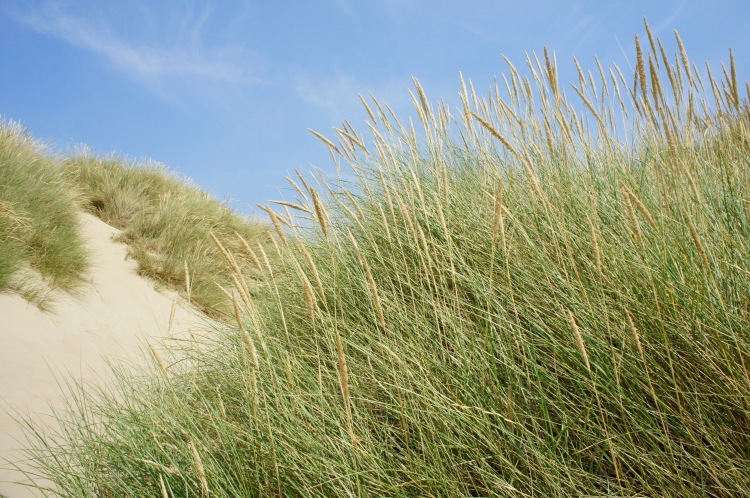 Camber Sands dunes