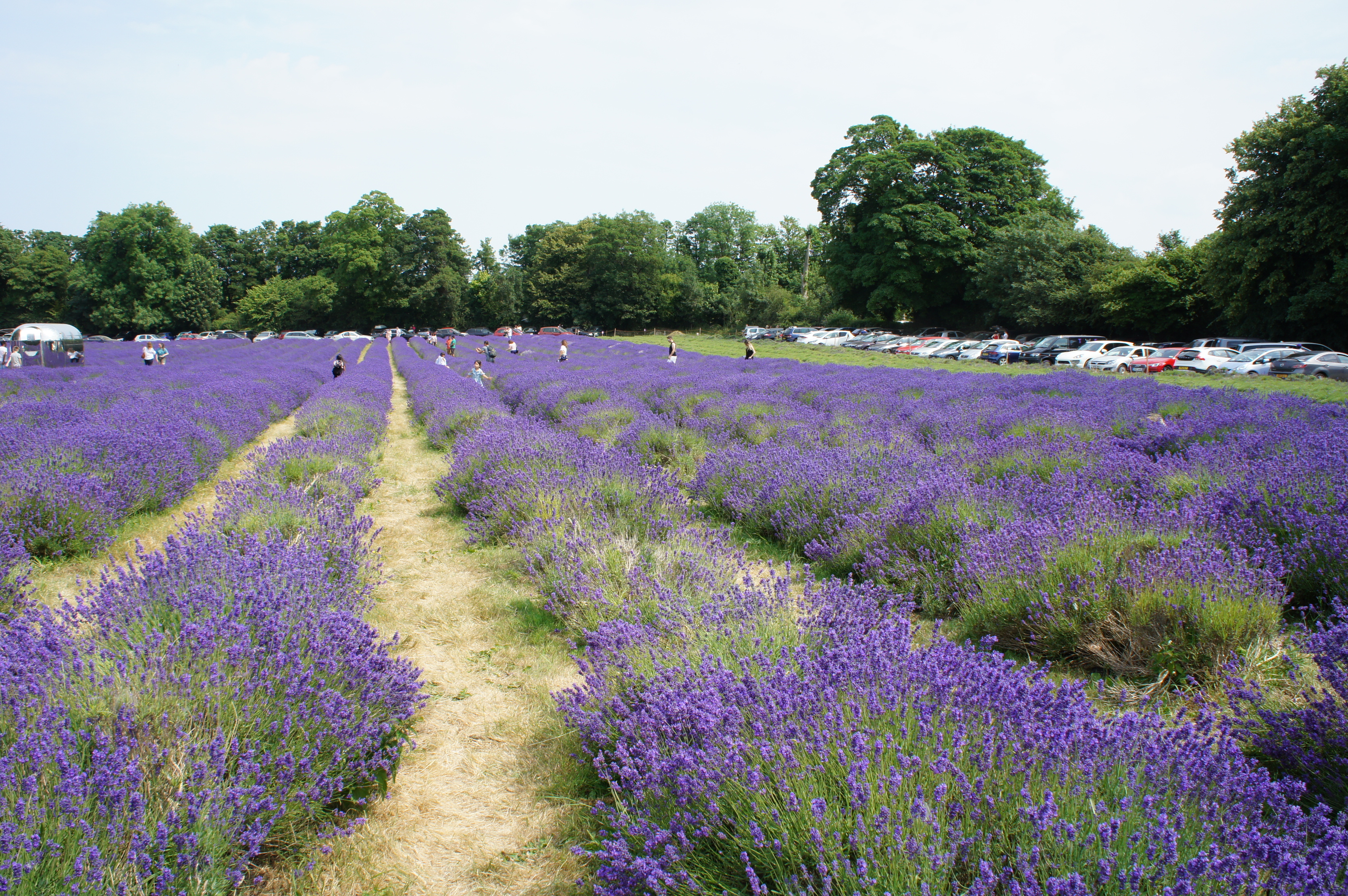 Mayfield Lavender