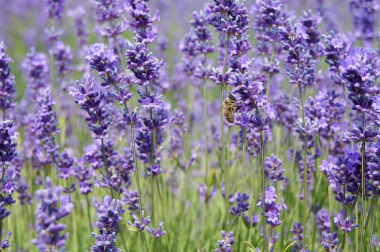 Honey bee in Mayfield Lavender