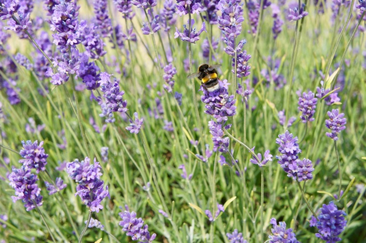Bumble bee in Mayfield Lavender