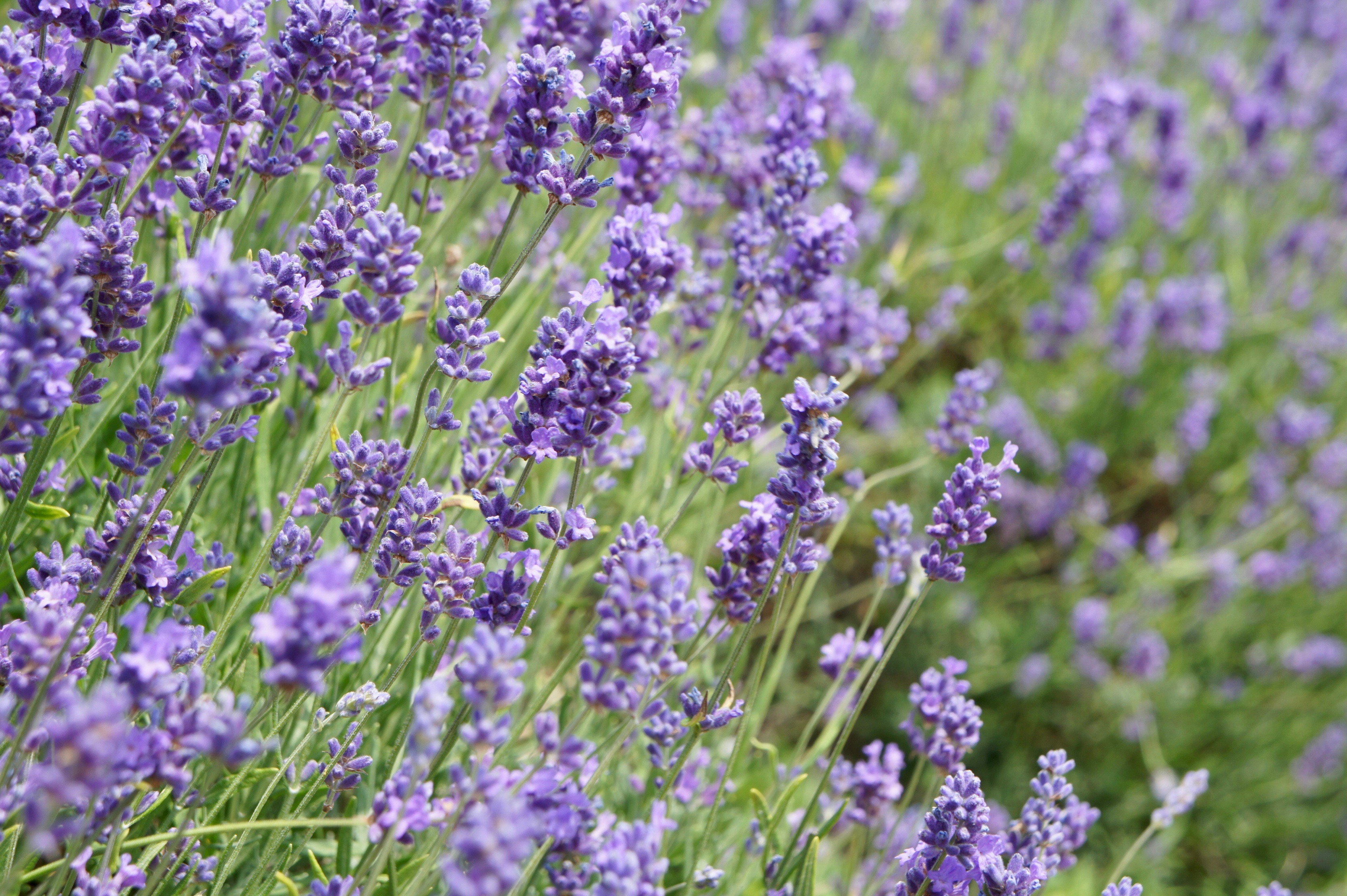 Mayfield Lavender