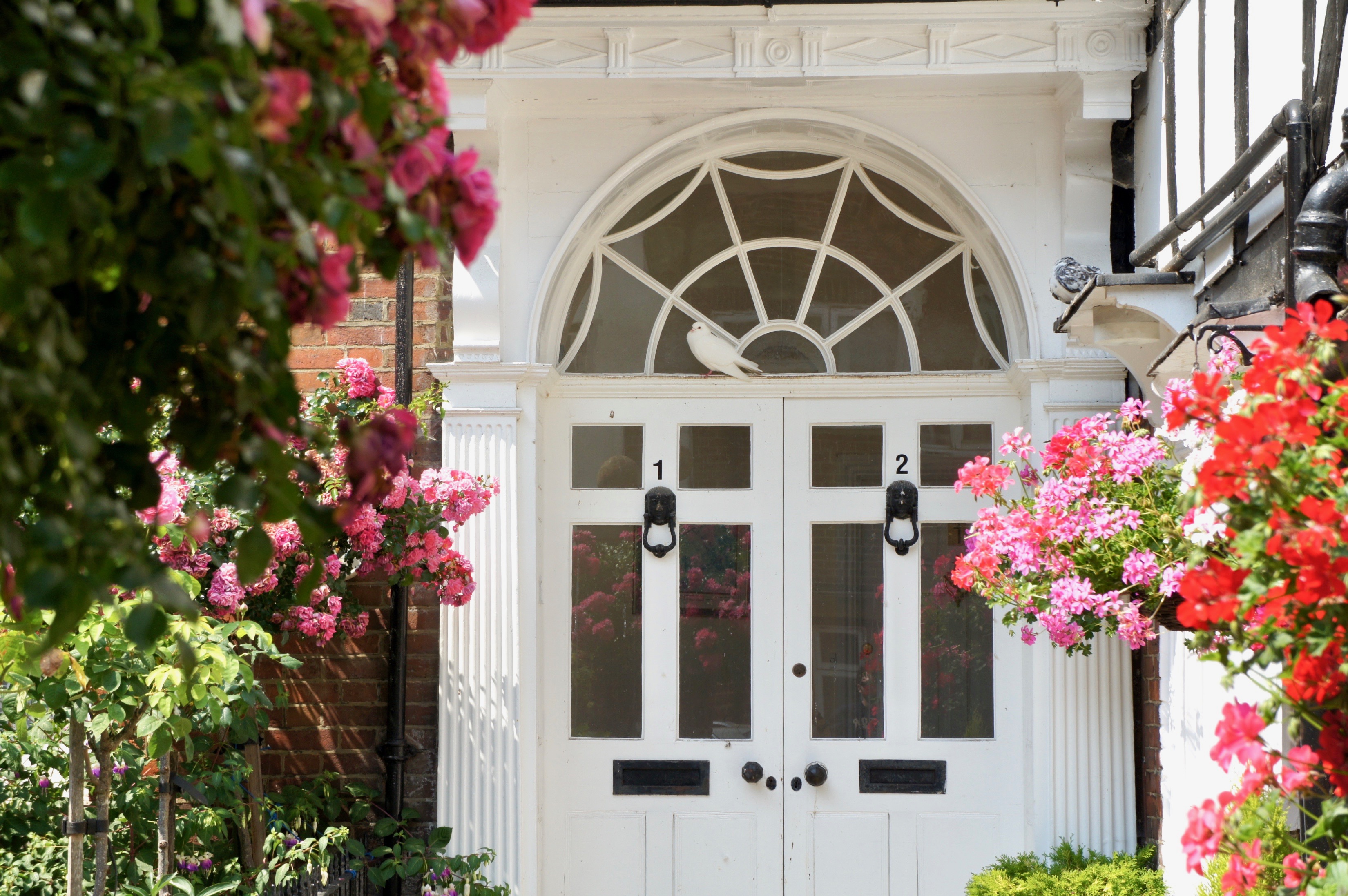 White door and dove in Rye