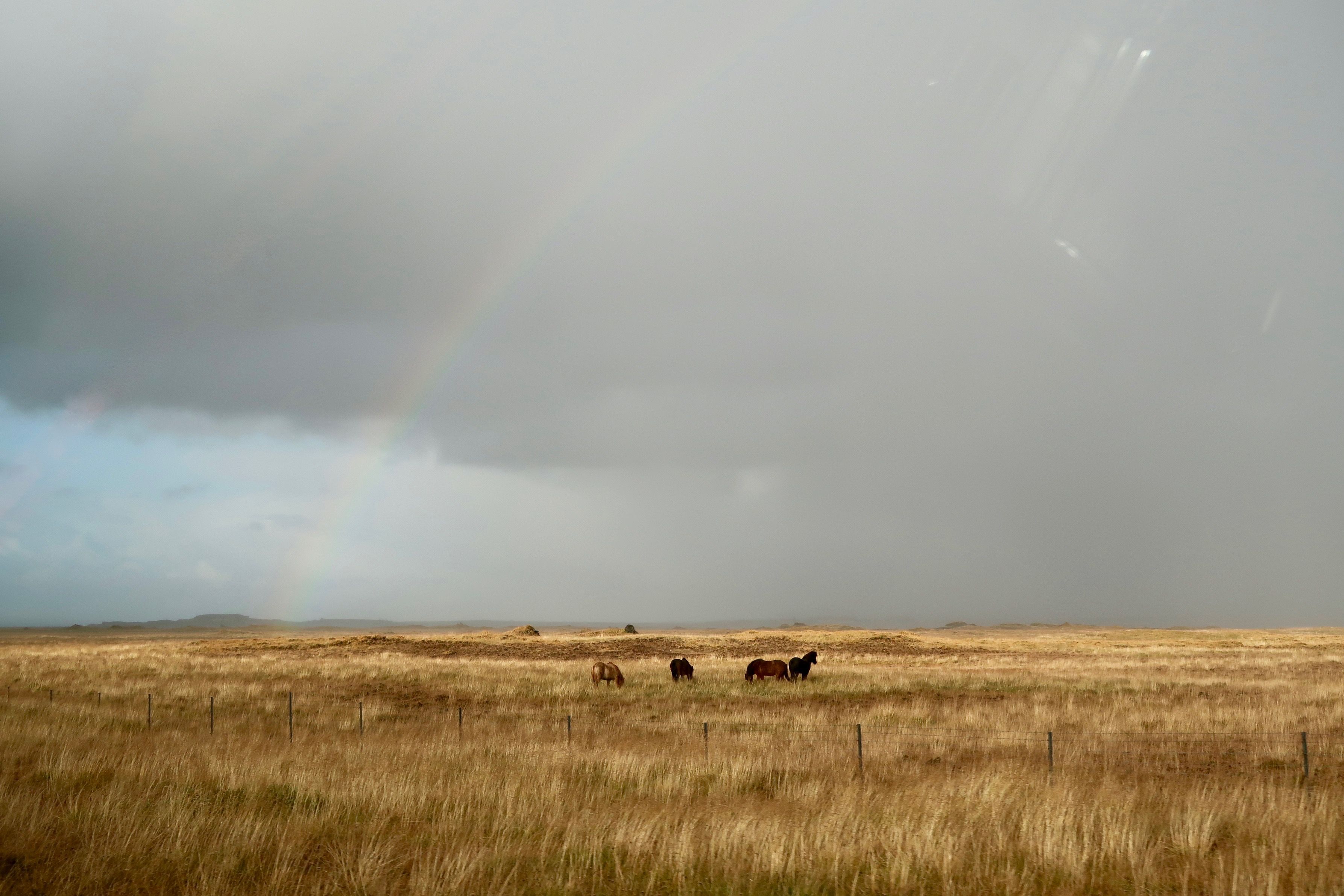 Horse on Golden Circle road Iceland