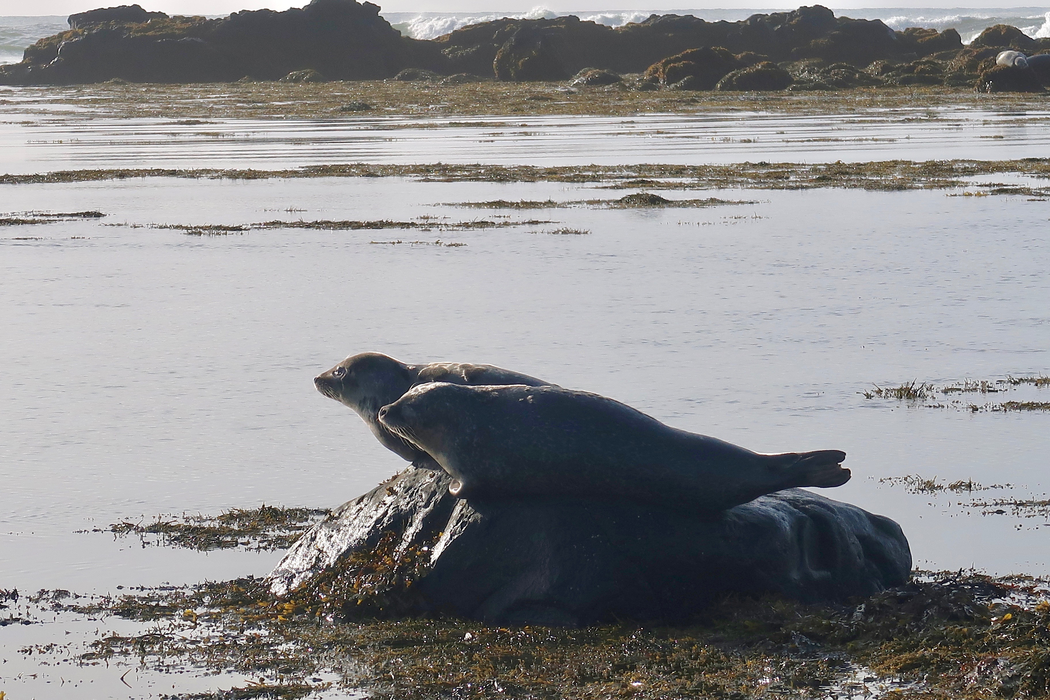 Seals at Ytri Tunga beach