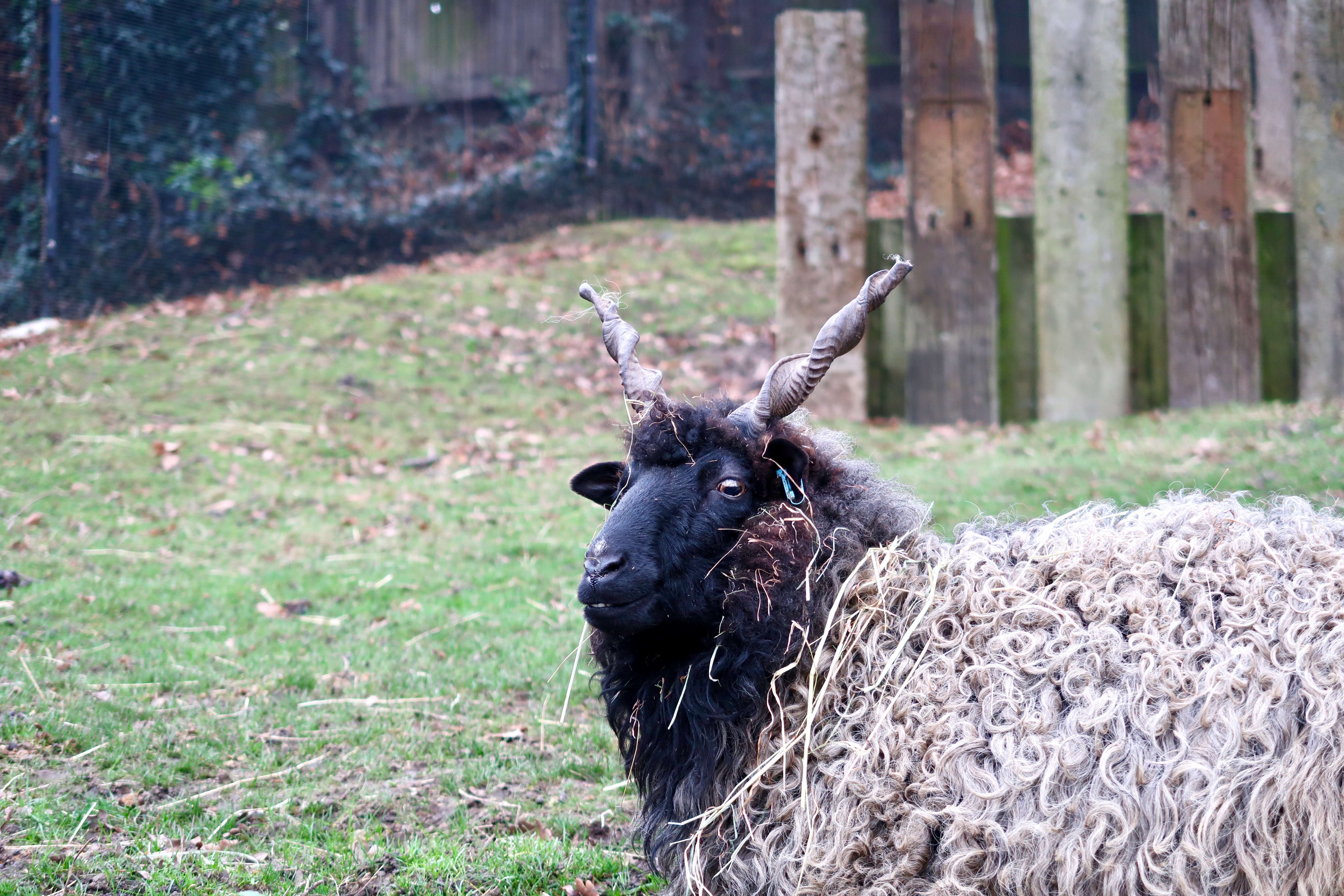 The Horniman Museum and Gardens Animal walk