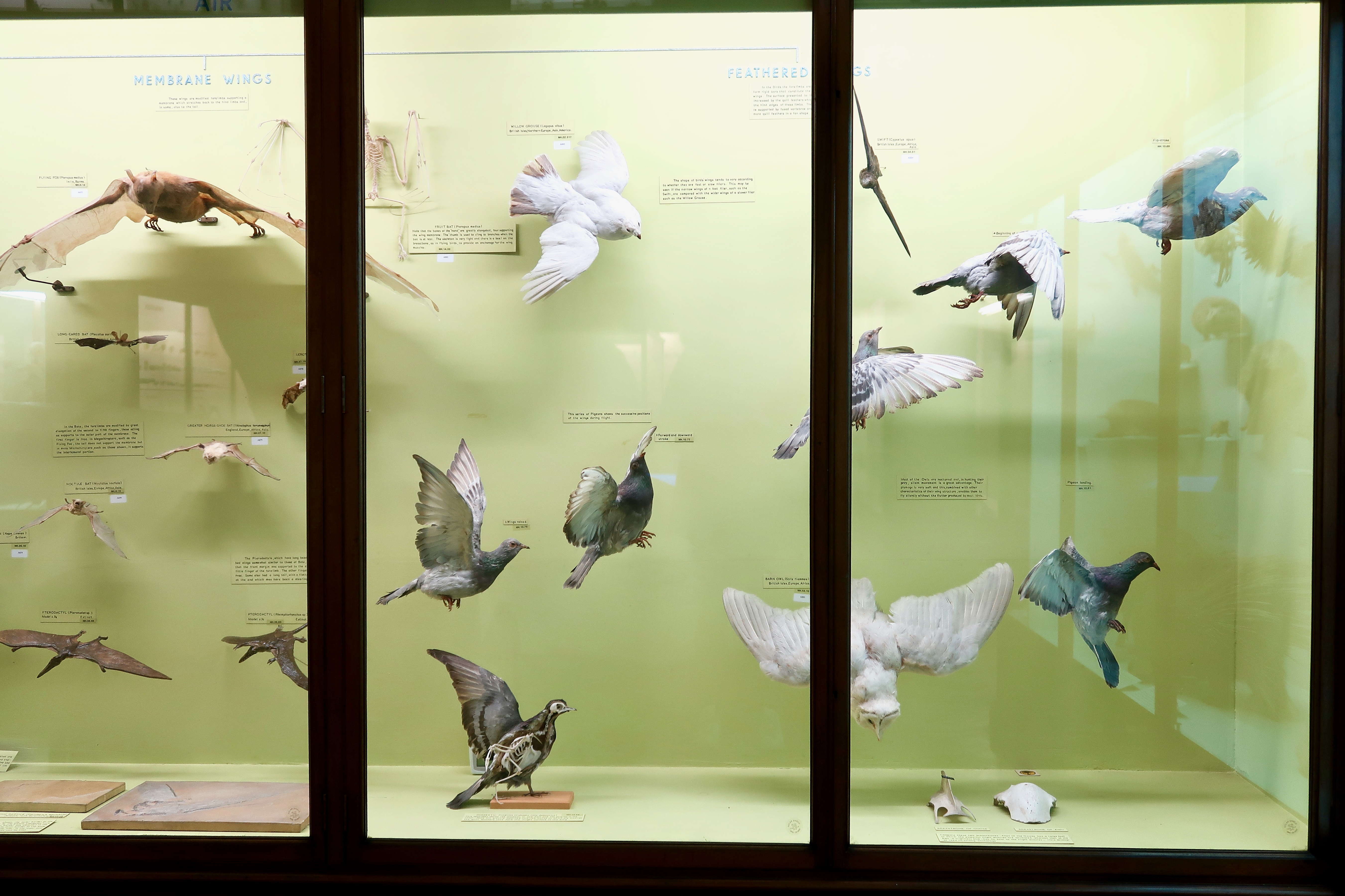 The Horniman Museum Natural History Gallery birds
