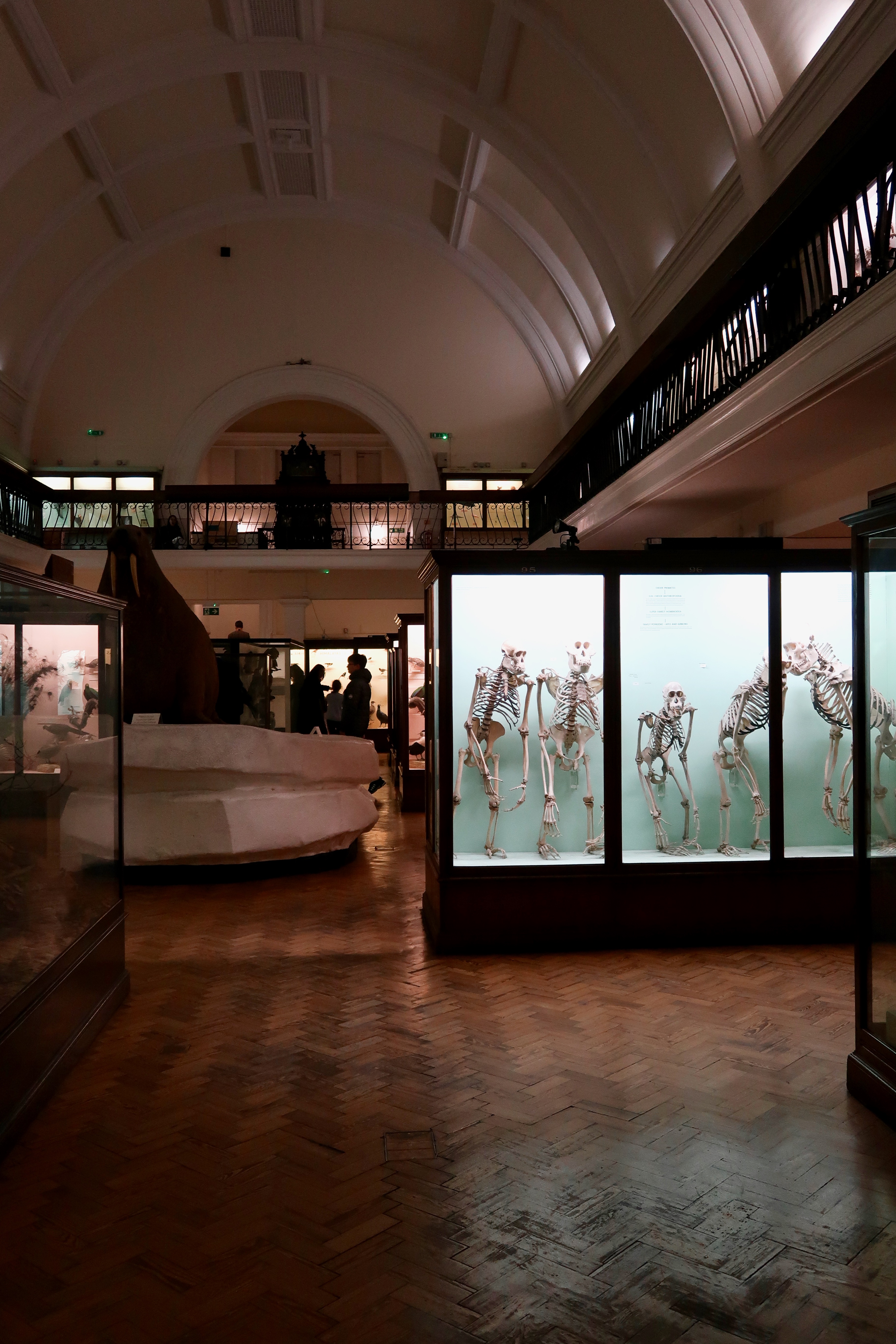The Horniman Museum Natural History Gallery