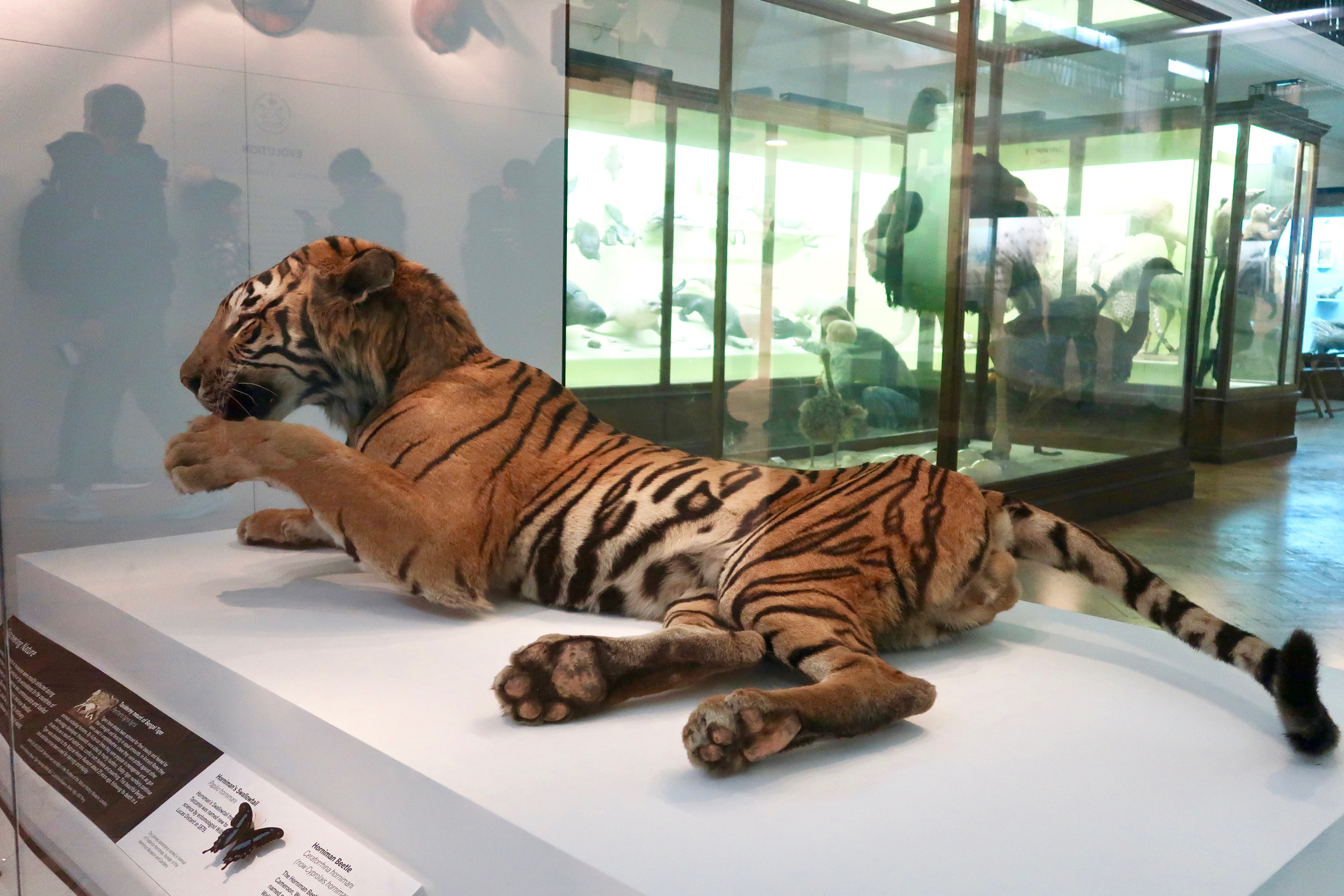 The Horniman Museum Natural History Gallery tiger