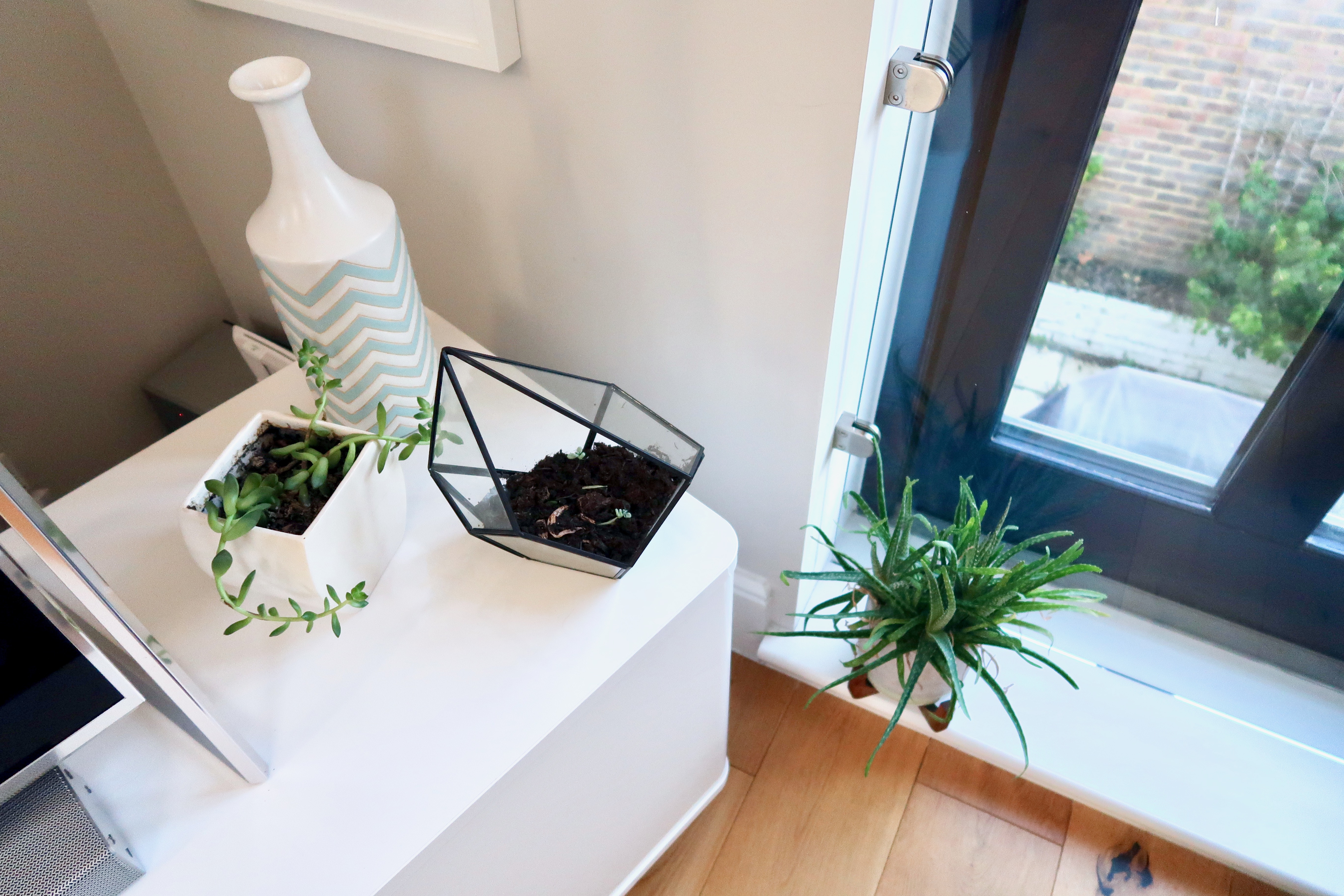 Living-room indoor plants