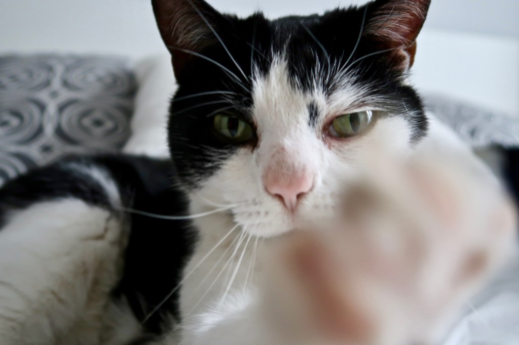 Adopt Don't Shop - Adopting a rescue cat