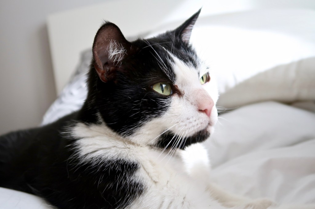 Adopt Don't Shop - Adopting a rescue cat