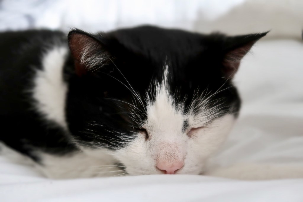 Adopt Don't Shop - Adopting a rescue cat