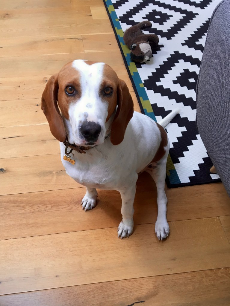 Claire Imaginarium dog Finley